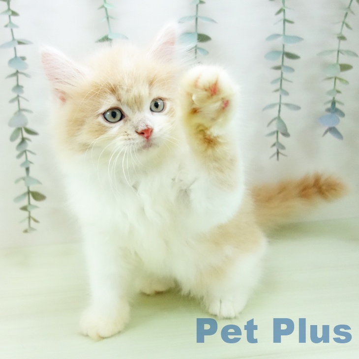 サイベリアンの写真2