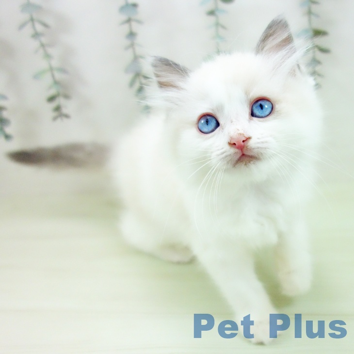 福岡県のラグドール (ペットプラス 香椎浜店/2026年2月7日生まれ/女の子/シールポイントバイカラー)の子猫の1枚目の画像