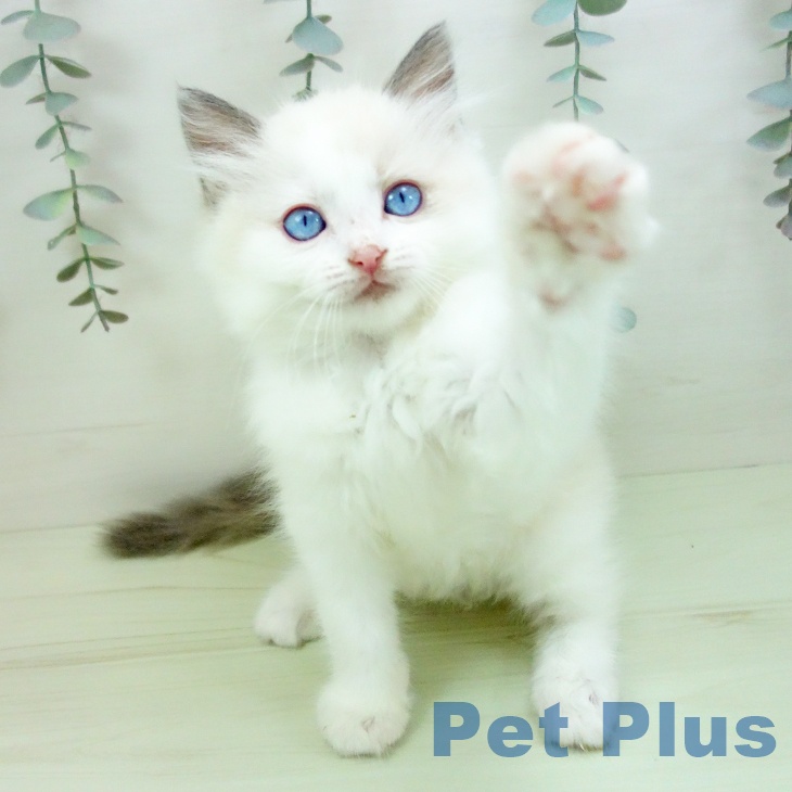 福岡県のラグドール (ペットプラス 香椎浜店/2026年2月7日生まれ/女の子/シールポイントバイカラー)の子猫の2枚目の画像
