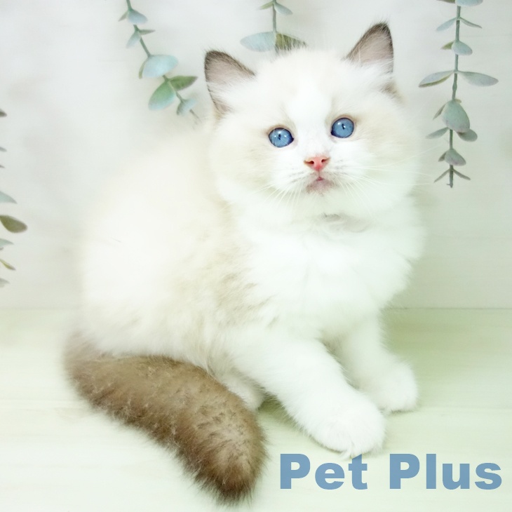 ラグドールの写真2