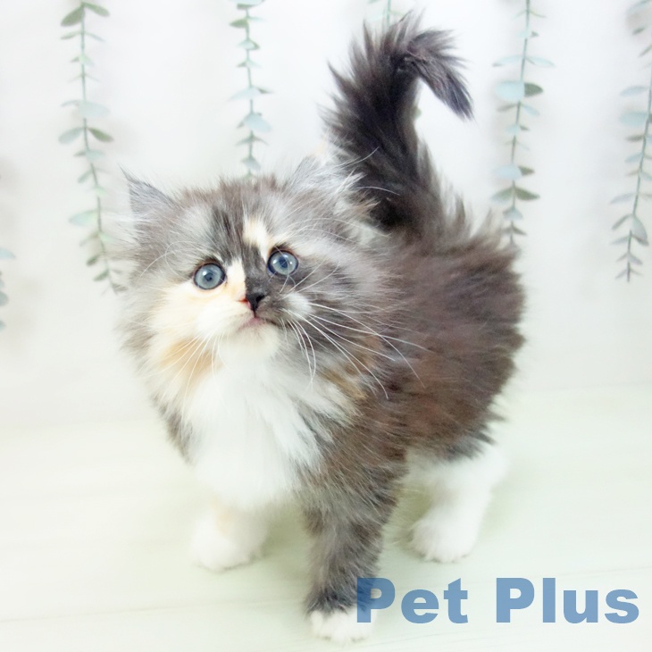 サイベリアンの写真2