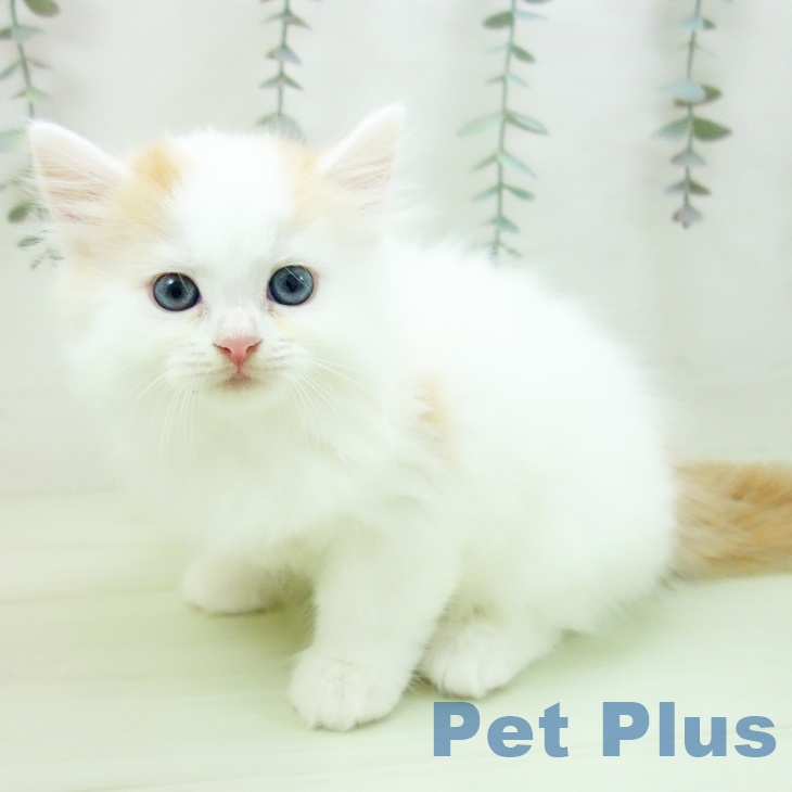 ラガマフィンの写真2