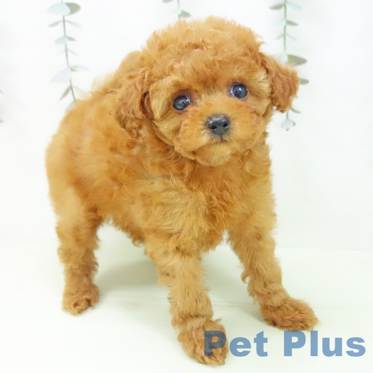 トイ・プードル