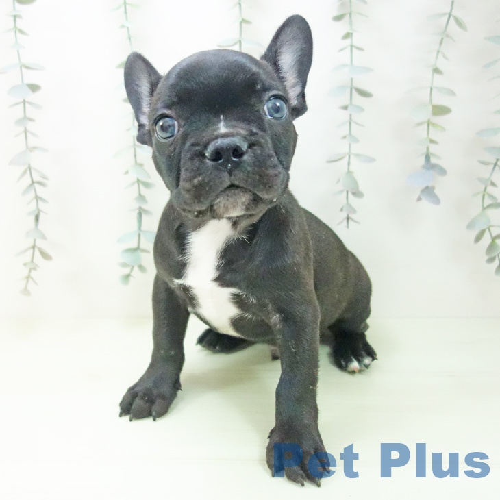 フレンチ・ブルドッグ