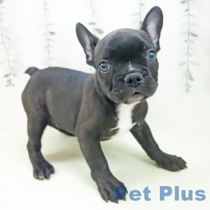 フレンチ・ブルドッグの写真2