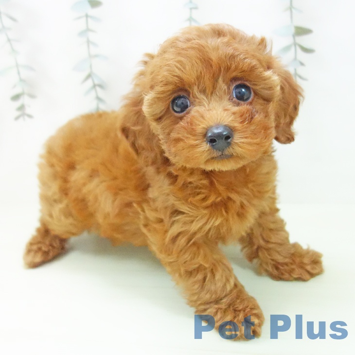 トイ・プードル