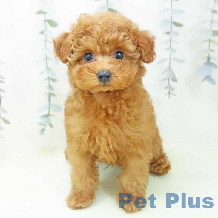 トイ・プードル