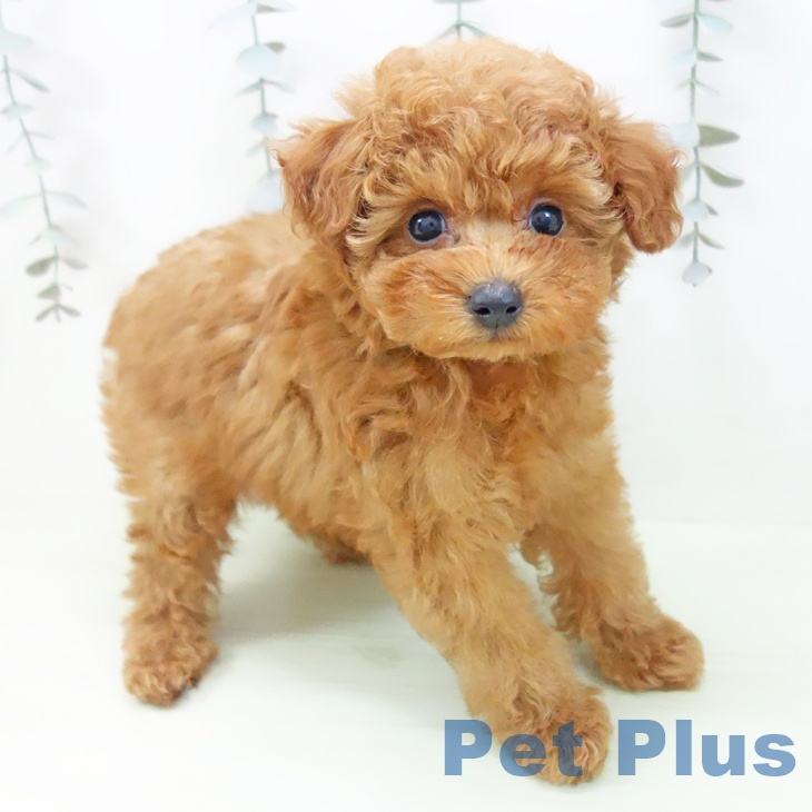 トイ・プードル