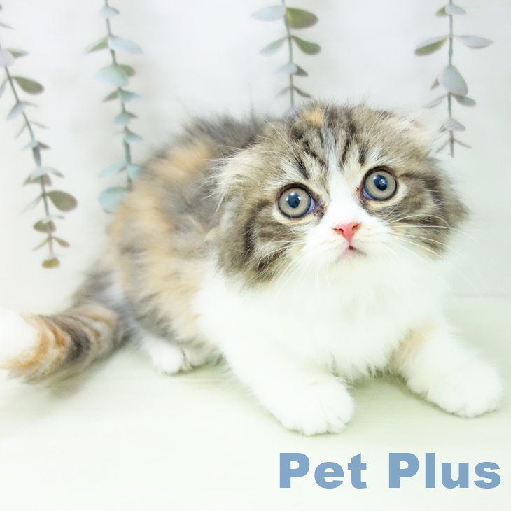 スコティッシュフォールド