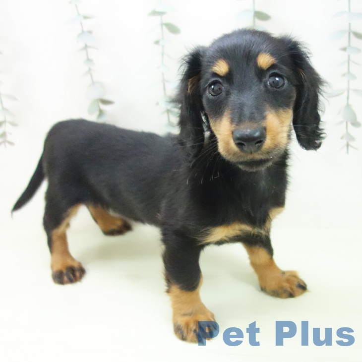 ミニチュア・ダックスフンド