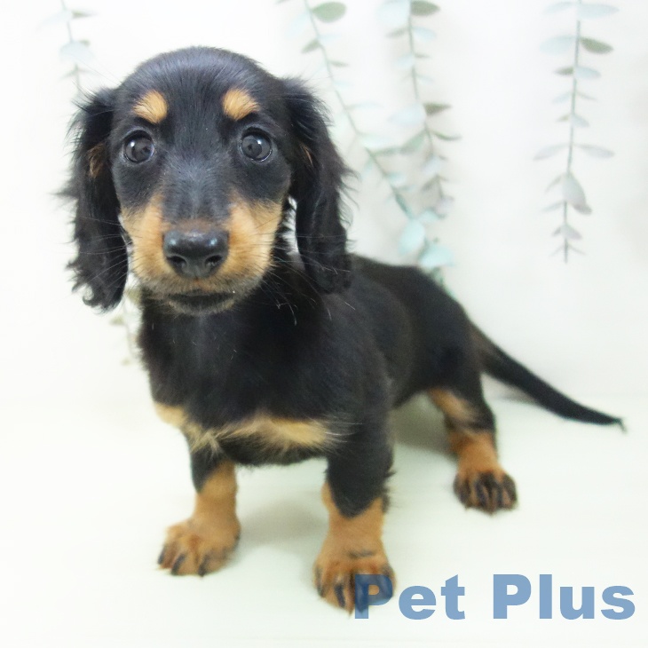 ミニチュア・ダックスフンドの写真2