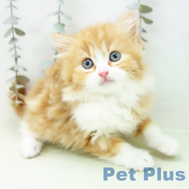 スコティッシュフォールド