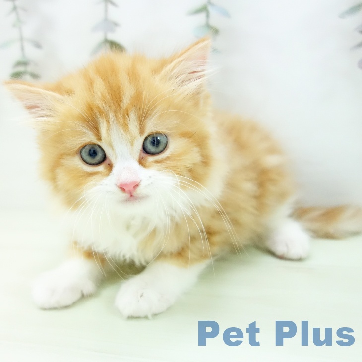 スコティッシュフォールドの写真2