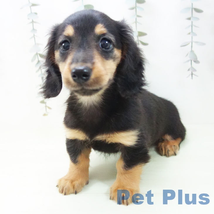 ミニチュア・ダックスフンド