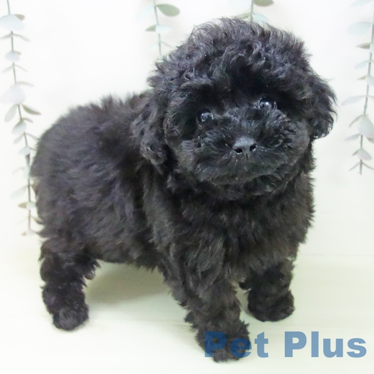 トイ・プードル