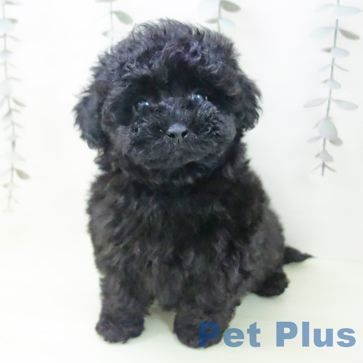 トイ・プードルの写真2