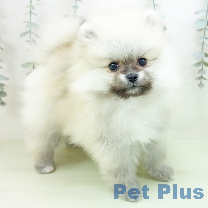 大阪府のポメラニアン (ペットプラス イオン大日店/2026年2月6日生まれ/男の子/ウルフセーブル)の子犬の1枚目の画像
