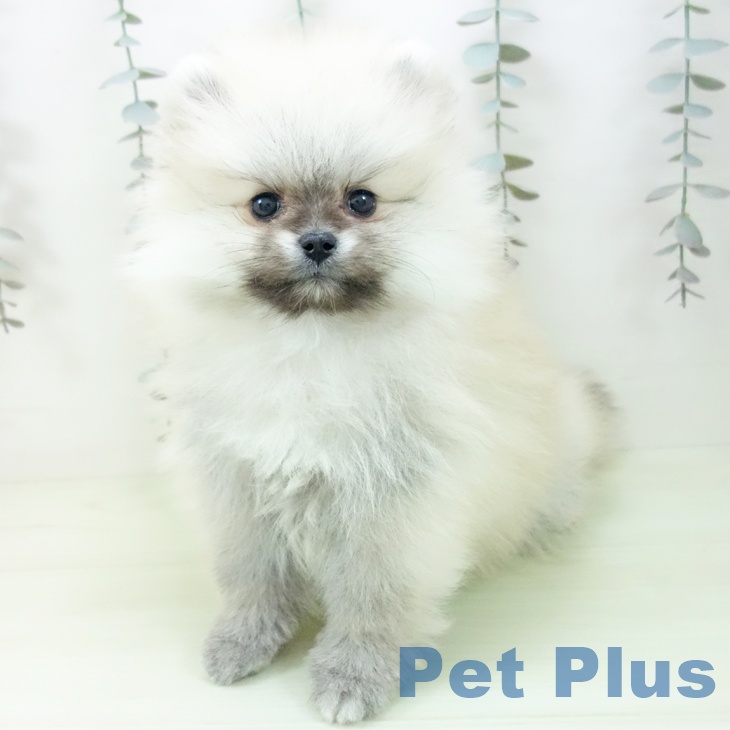 大阪府のポメラニアン (ペットプラス イオン大日店/2026年2月6日生まれ/男の子/ウルフセーブル)の子犬の2枚目の画像
