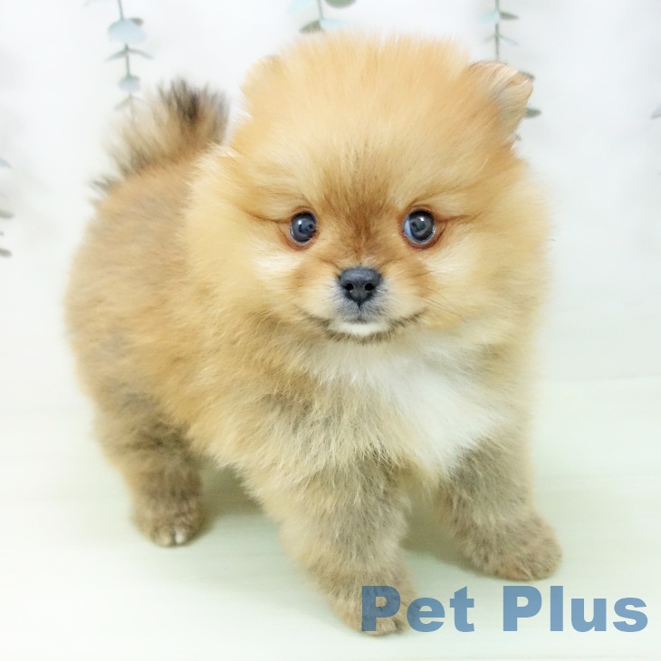 ポメラニアンの写真2