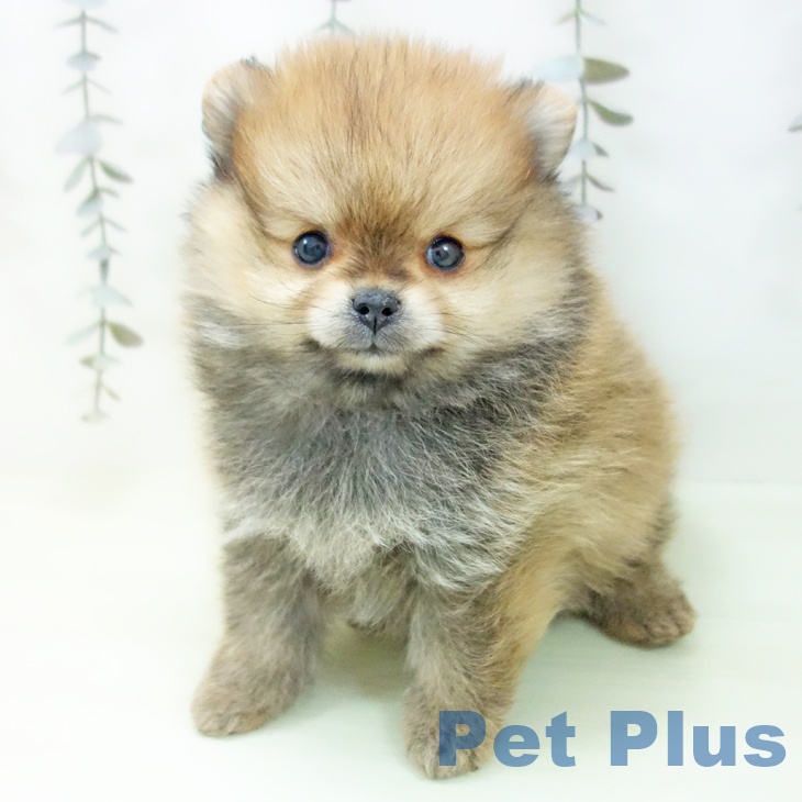 ポメラニアンの写真2