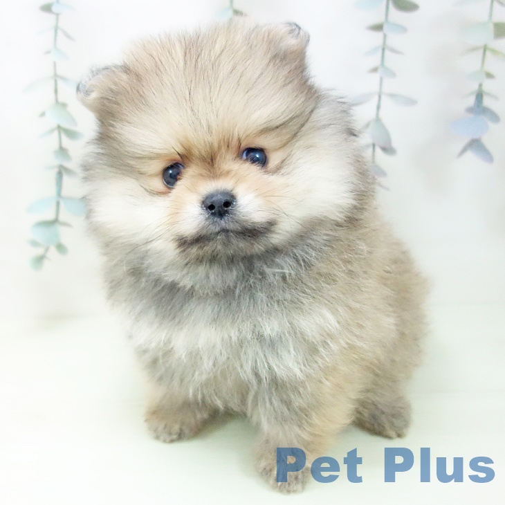 ポメラニアンの写真2