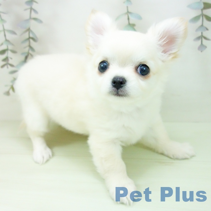 宮城県のチワワ(ロング) (ペットプラス 名取店/2026年2月6日生まれ/女の子/クリーム)の子犬