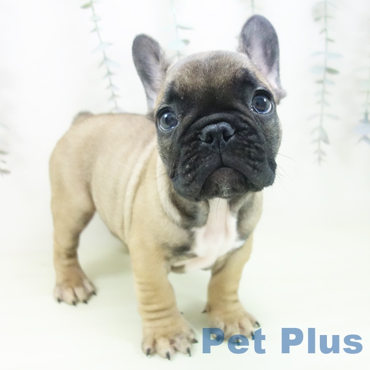 東京都のフレンチブルドッグ (ペットプラス 立川高島屋S.C.店/2026年2月7日生まれ/男の子/フォーン)の子犬の1枚目の画像