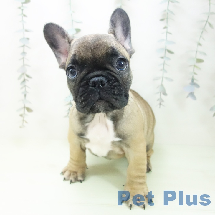 東京都のフレンチブルドッグ (ペットプラス 立川高島屋S.C.店/2026年2月7日生まれ/男の子/フォーン)の子犬の2枚目の画像