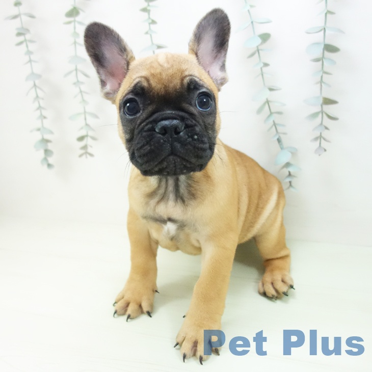 埼玉県のフレンチブルドッグ (ペットプラス コクーンシティ店/2026年2月7日生まれ/男の子/フォーン)の子犬の1枚目の画像