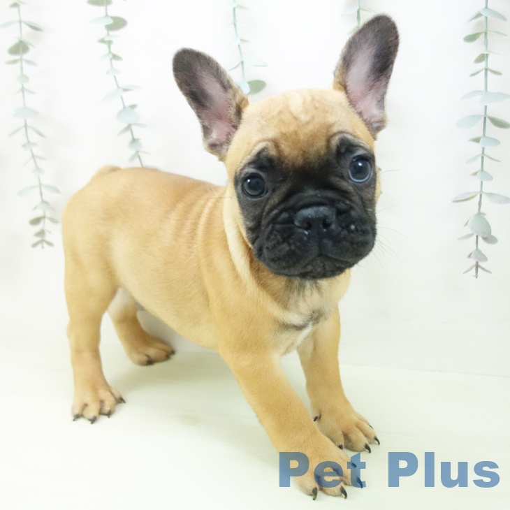埼玉県のフレンチブルドッグ (ペットプラス コクーンシティ店/2026年2月7日生まれ/男の子/フォーン)の子犬の2枚目の画像