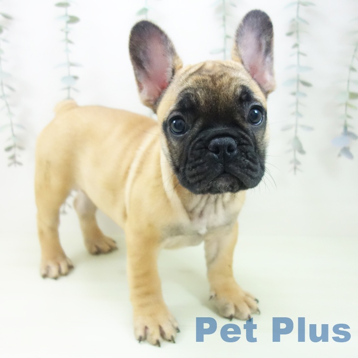 フレンチ・ブルドッグ