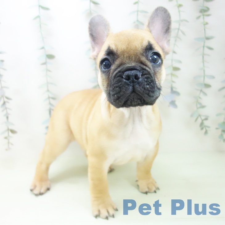 神奈川県のフレンチブルドッグ (ペットプラス モザイクモール港北店/2026年2月7日生まれ/女の子/フォーン)の子犬の1枚目の画像