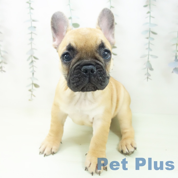 神奈川県のフレンチブルドッグ (ペットプラス モザイクモール港北店/2026年2月7日生まれ/女の子/フォーン)の子犬の2枚目の画像