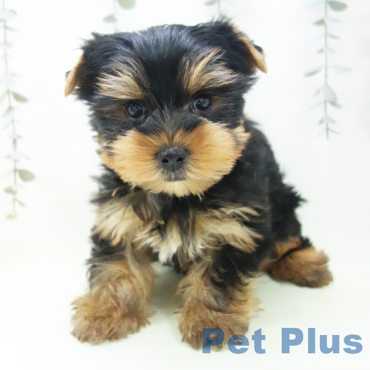 ヨークシャー・テリアの写真2