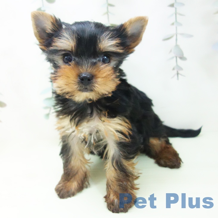 ヨークシャー・テリア