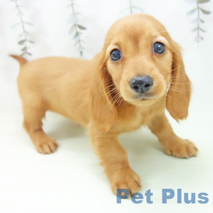 ミニチュア・ダックスフンド