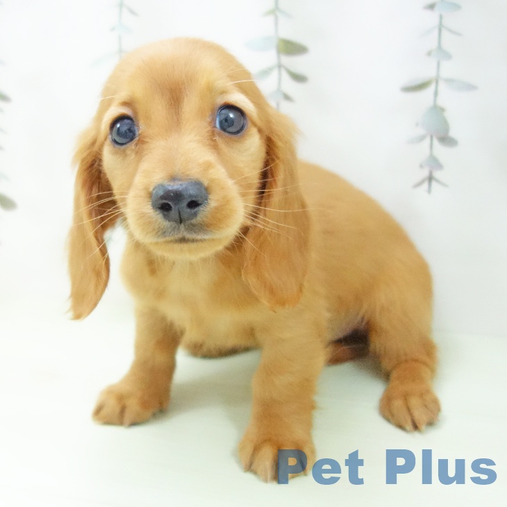 ミニチュア・ダックスフンドの写真2