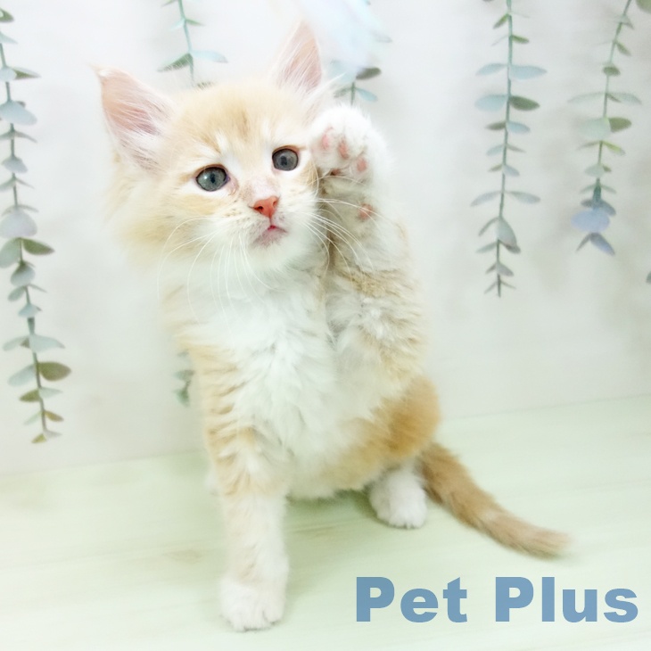 メインクーンの写真2