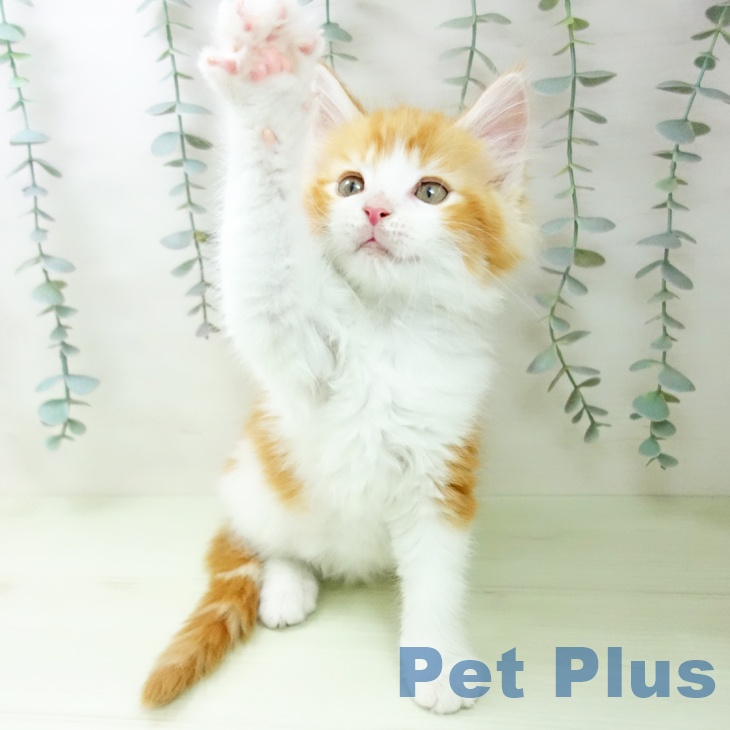 メインクーンの写真2