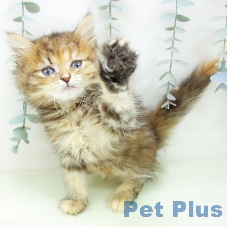 ミヌエットの写真2