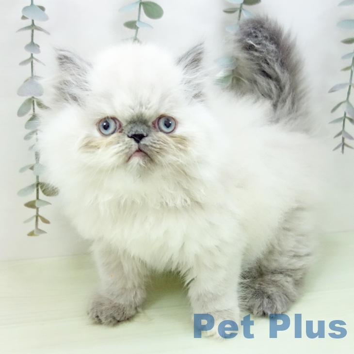 愛知県のヒマラヤン (ペットプラス ナゴヤドーム前店/2026年2月14日生まれ/女の子/ブルートーティーポイント)の子猫の1枚目の画像