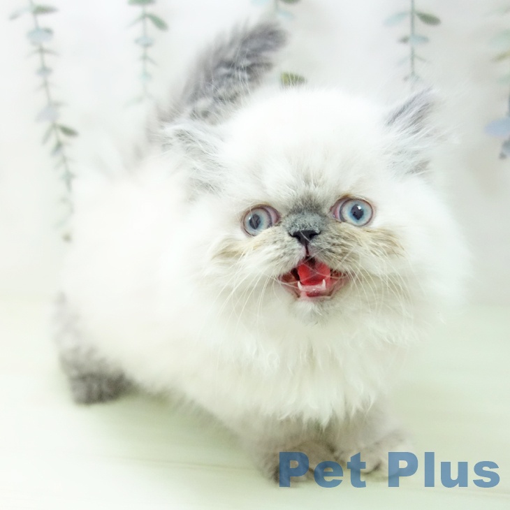 愛知県のヒマラヤン (ペットプラス ナゴヤドーム前店/2026年2月14日生まれ/女の子/ブルートーティーポイント)の子猫の2枚目の画像