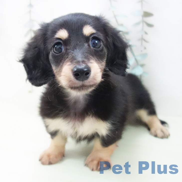 カニーンヘン・ダックスフンド