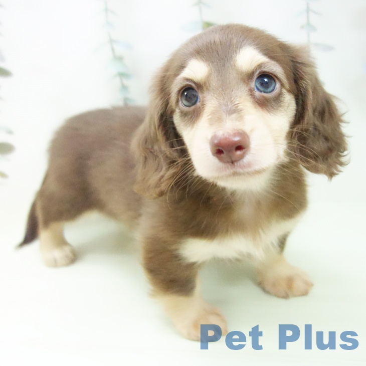 カニーンヘン・ダックスフンド