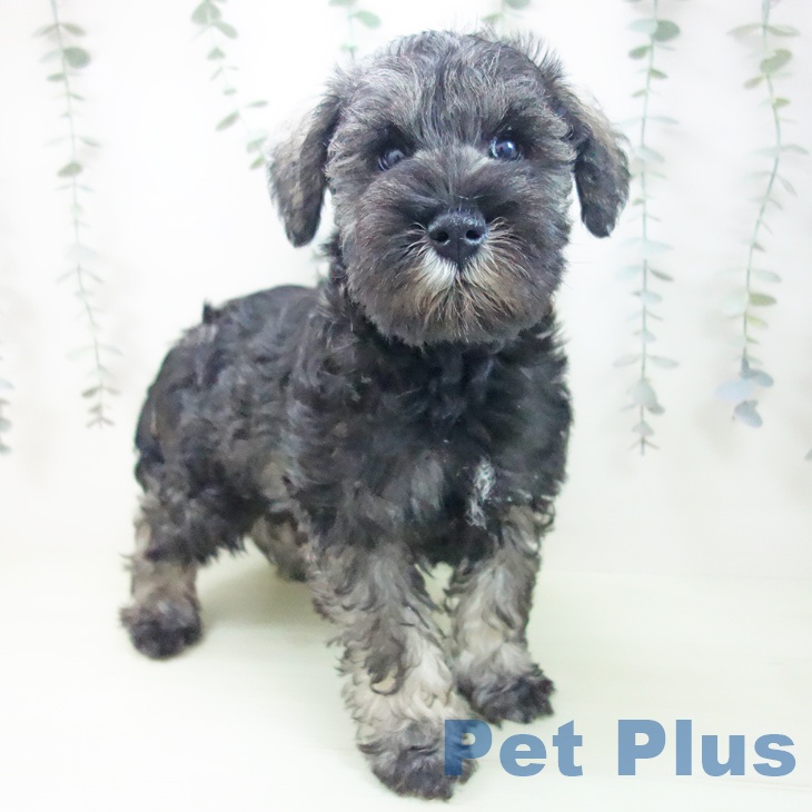 ミニチュア・シュナウザー