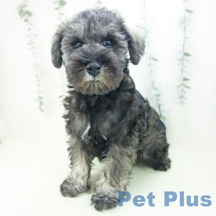 ミニチュア・シュナウザーの写真2