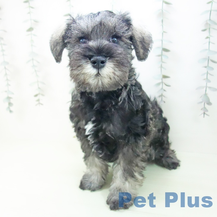 三重県のミニチュアシュナウザー (ペットプラス 津南店/2026年2月13日生まれ/男の子/ソルトペッパー)の子犬の1枚目の画像
