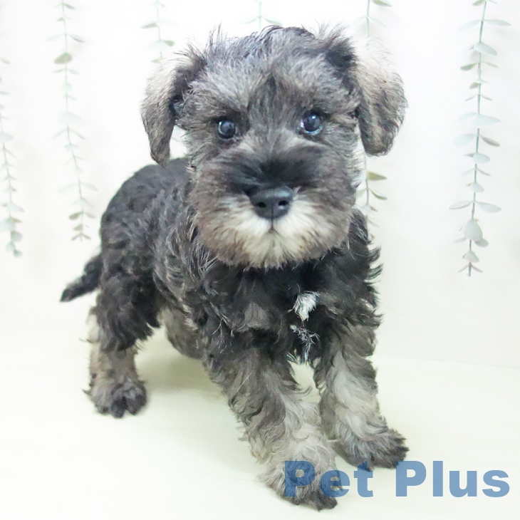 三重県のミニチュアシュナウザー (ペットプラス 津南店/2026年2月13日生まれ/男の子/ソルトペッパー)の子犬の2枚目の画像