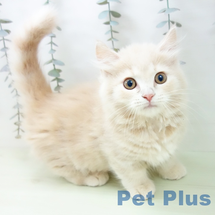 マンチカンの写真2