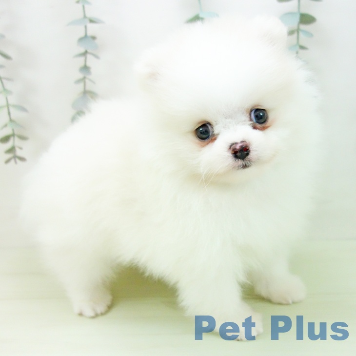 ポメラニアンの写真2